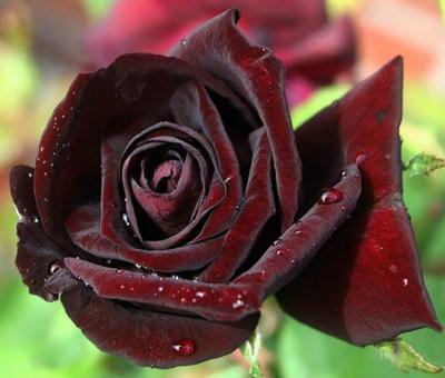 Kenali Makna Bunga Mawar Berdasarkan Warnanya Bagian 2 Life Source