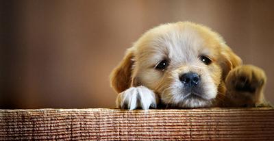 Ini Lho Tips Merawat Anak Anjing Yang Baru Bergabung Di Rumahmu