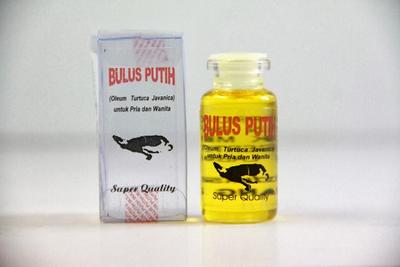 Pernah Dengar Minyak Bulus Ternyata Begini Cara Pakainya Untuk