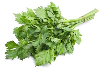 daun seledri