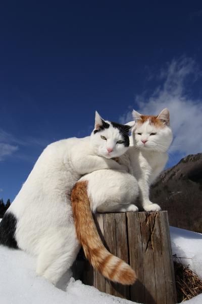  Gambar Kucing Tidur  Berpelukan Koleksi Gambar  HD