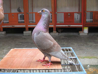 Forum Suka Kasihan Sama Burung Merpati