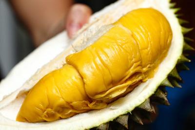 Unduh 66 Gambar Durian Pensil Paling Baru 